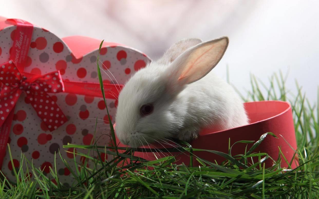 兔子有点打喷嚏买点什么药,兔子有点打喷嚏怎么回事