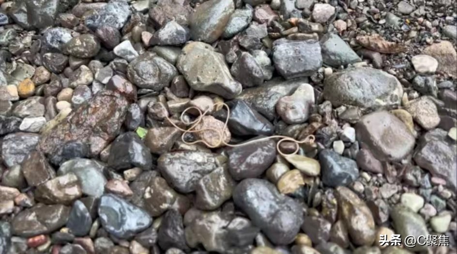 四川惊现入侵物种致命寄生龙线虫,四川发现的是龙线虫吗