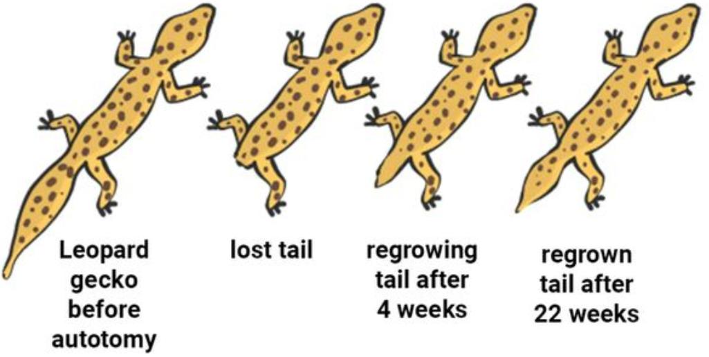 人畜无害的壁虎为何位居五毒之一,壁虎有人性吗