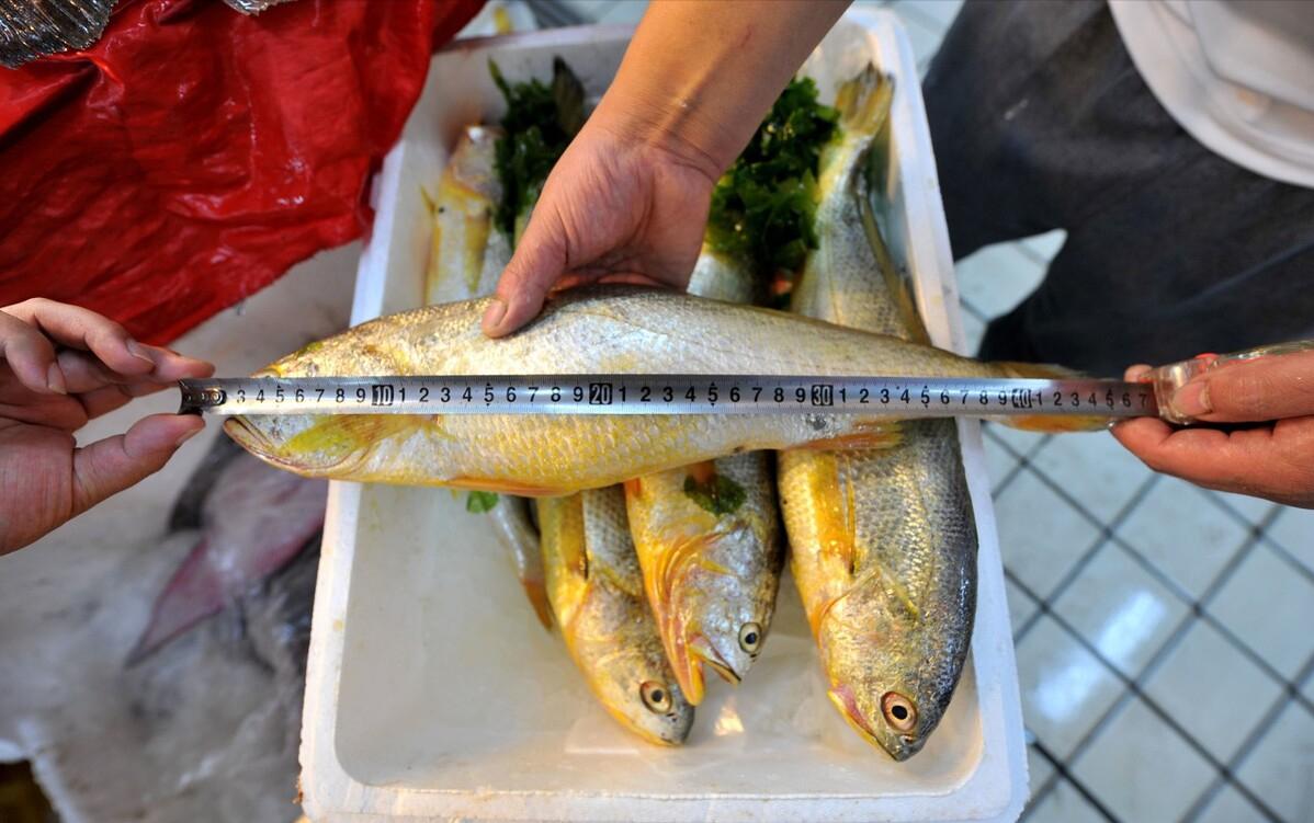 浙江一渔民捕获3000斤大黄鱼,浙江渔民捕获天价大黄鱼