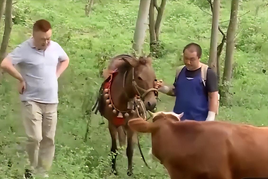 一只黄牛犊养一年能赚多少钱,养10头母黄牛一年赚多少钱