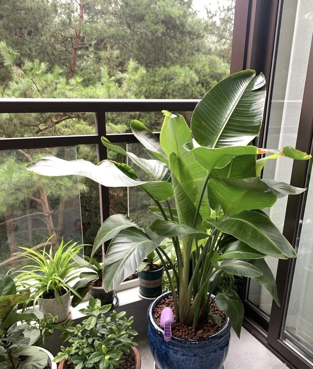 镇宅树排名第一名桂树的图片,庭院别墅适合种植的镇宅树种