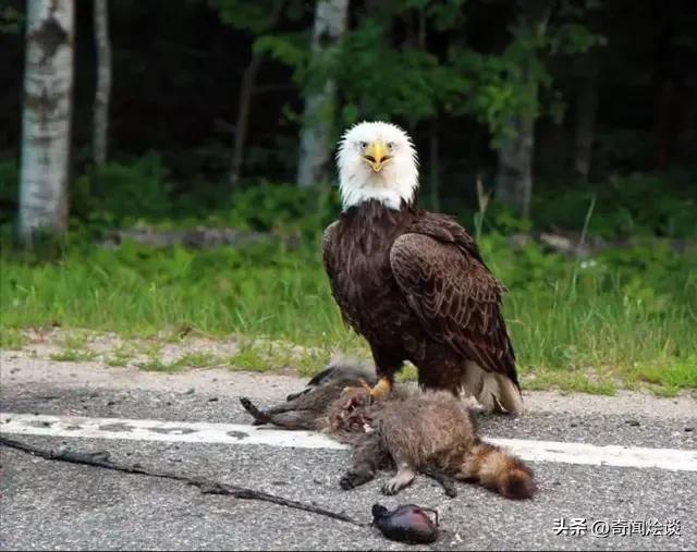 鬣狗捕食动物图片,鬣狗捕杀巨蟒