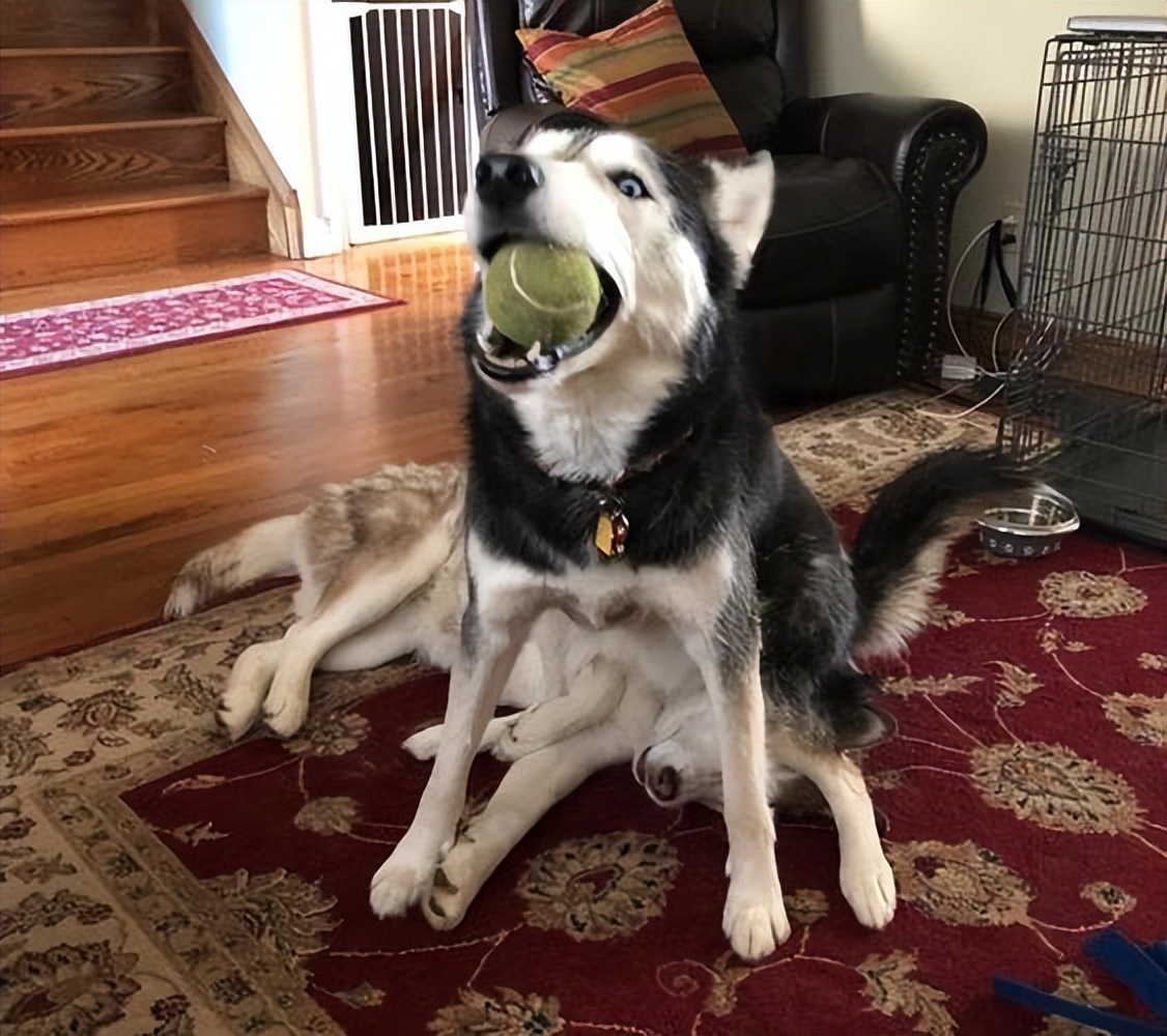 建议新手养的10种便宜狗狗不掉毛,建议穷人新手养的10种狗狗