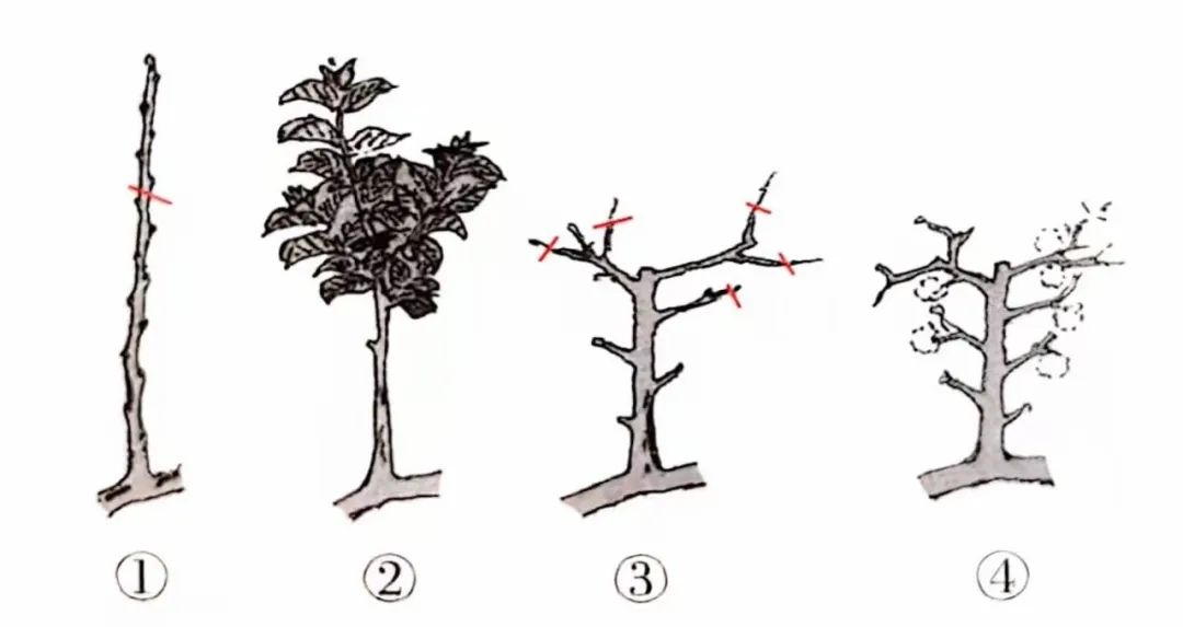 盆景修剪方法技巧口诀,盆景修剪技巧图解教程