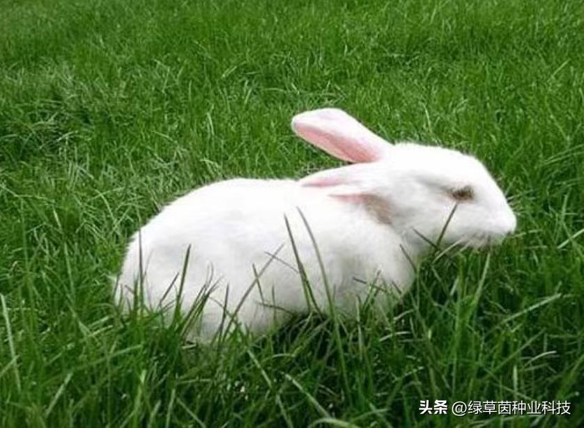 绿草茵干货分享：动物适合的牧草品种该怎么选择？值得收藏。