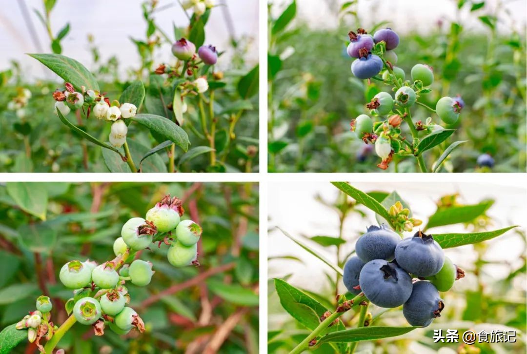对不起蓝莓,再也不说你只能当摆盘用了