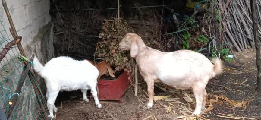 羊发热怎样治疗养羊常见病,养羊常见50种病