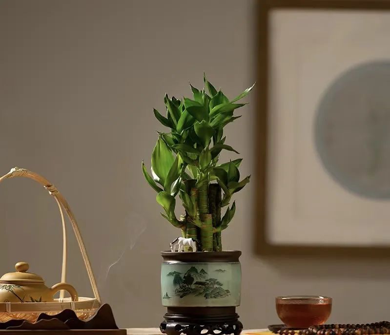 富贵花的摆放位置图片,客厅里面养什么花不需要见阳光