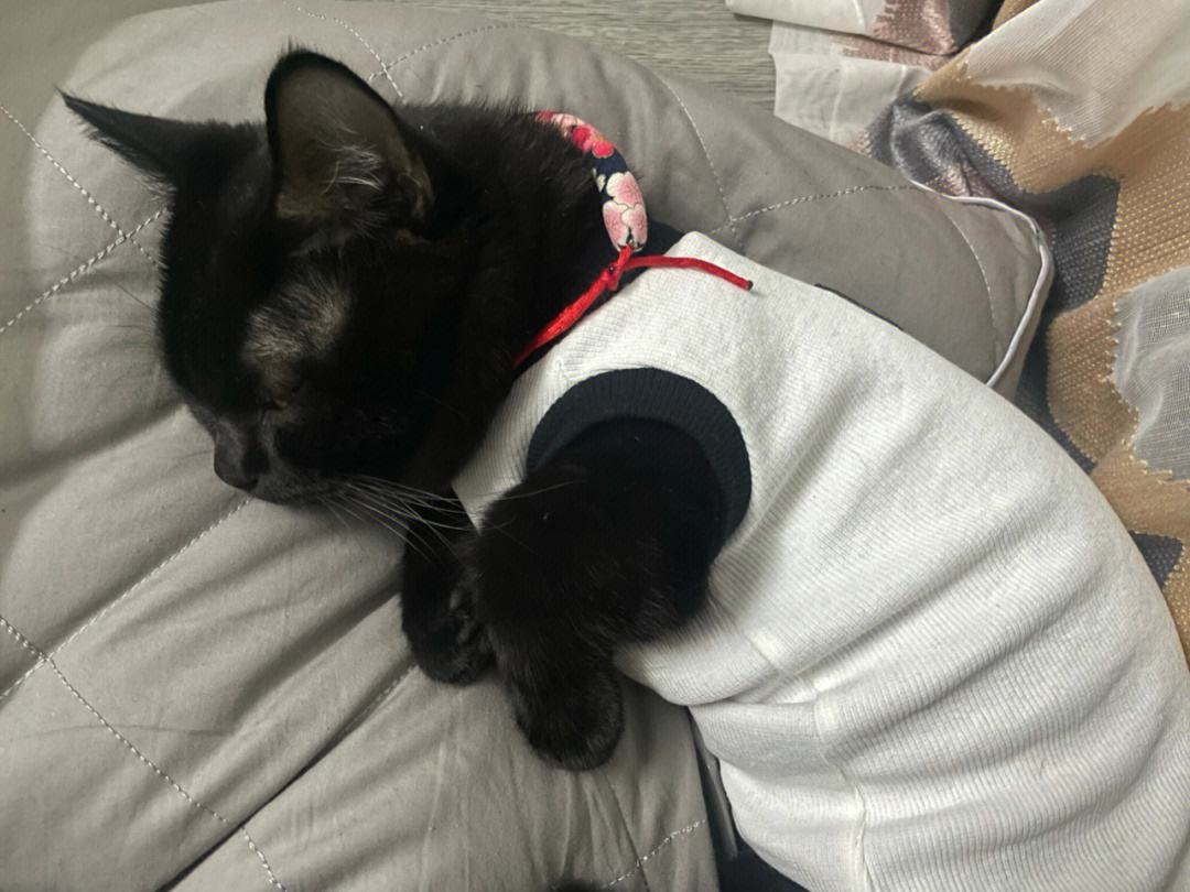 玄猫的作用,玄猫好驯服吗