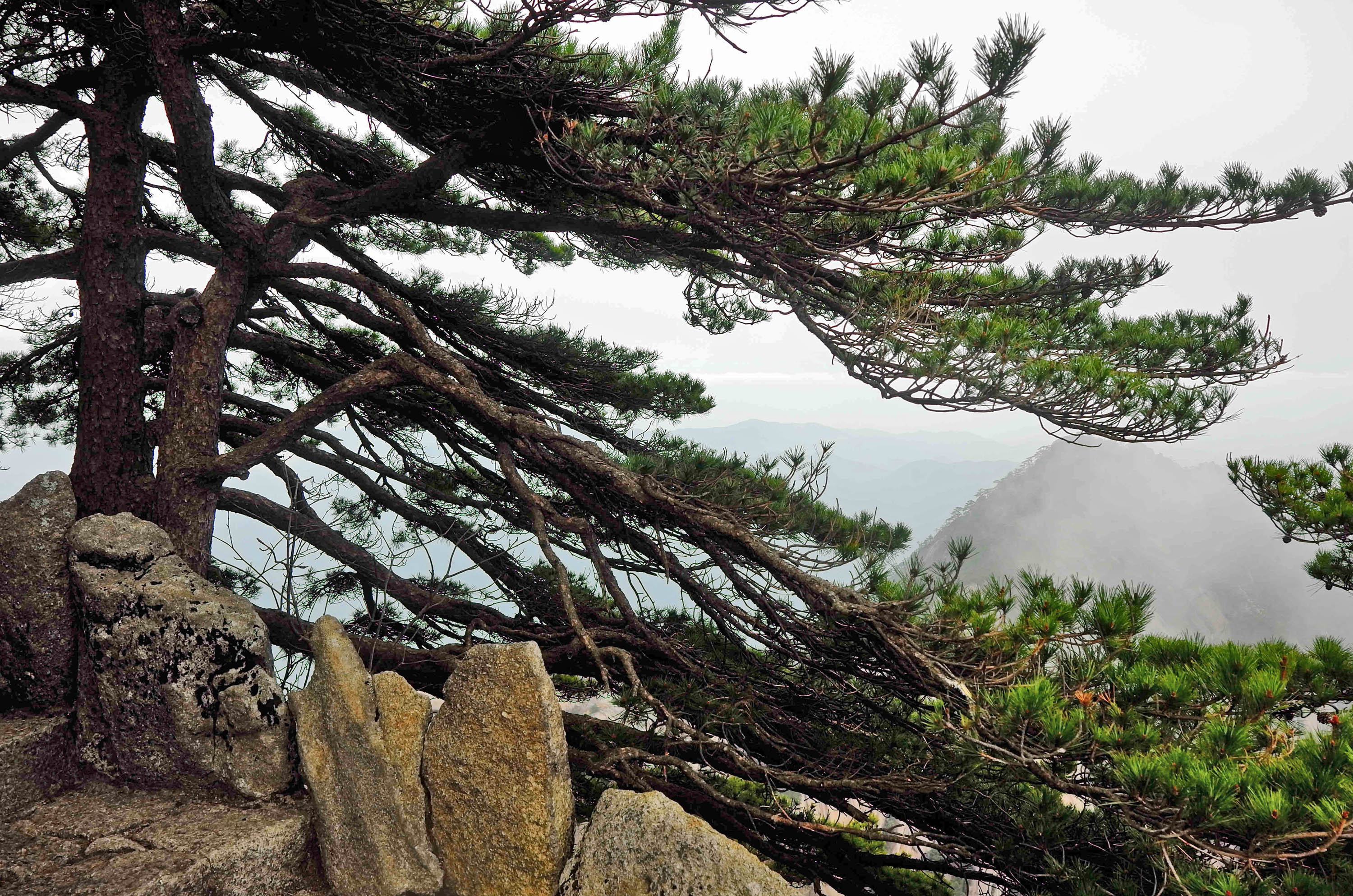 黄山慈光阁到玉屏楼步行多久,爬黄山从慈光阁开始的攻略