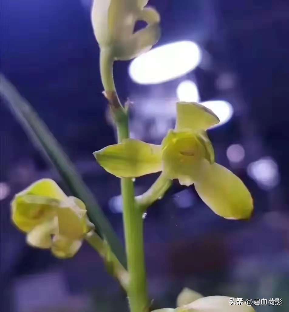 一棵蕙兰卖800万图片,卖了800多万的蕙兰长啥样