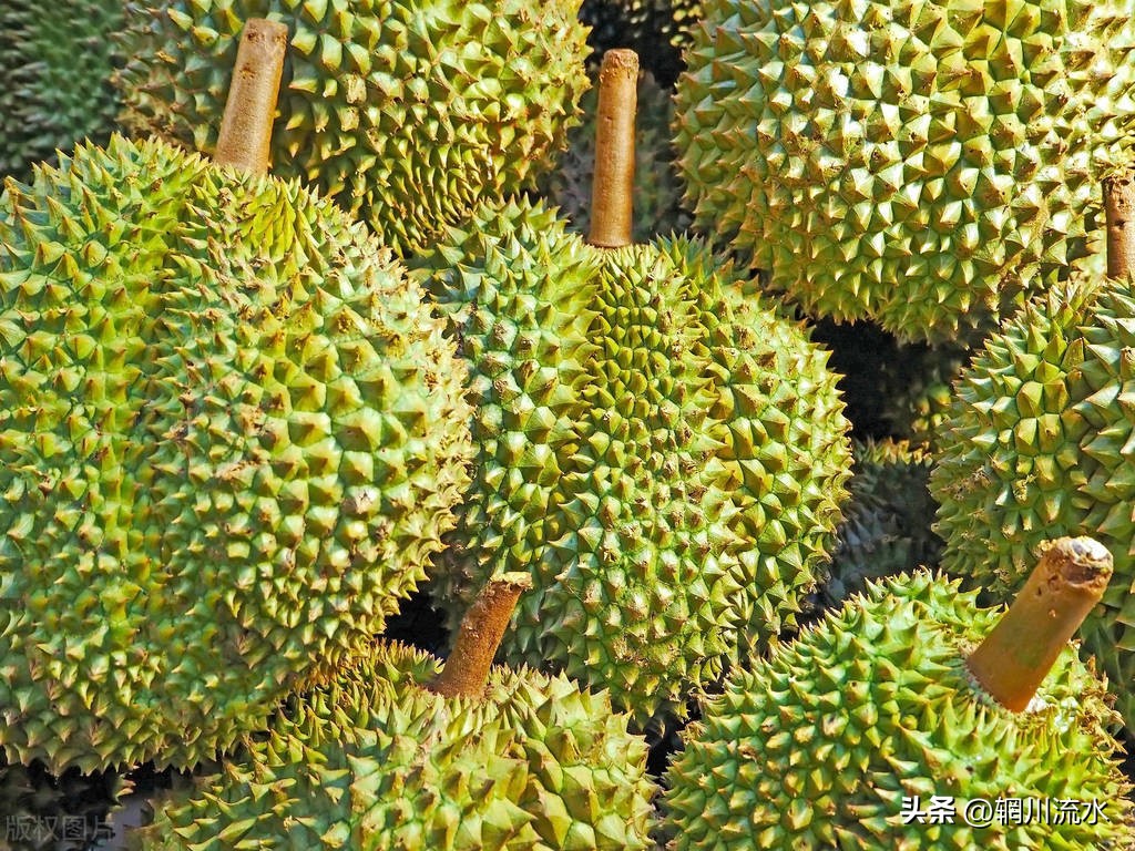 国产榴莲来了,国产榴莲大量上市会卖多少钱一斤