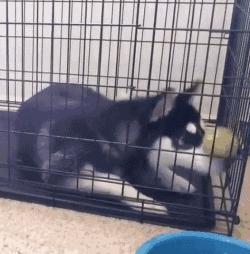 哈士奇搞笑视频笑死人二哈,哈士奇二哈的搞怪日常