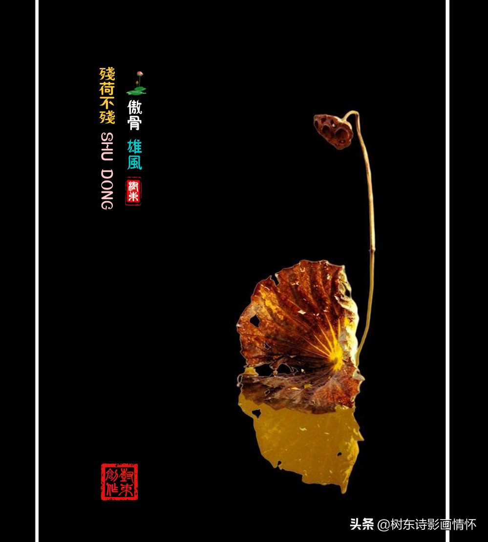 荷花美出淤泥而不染,这才是真正的荷花出淤泥而不染