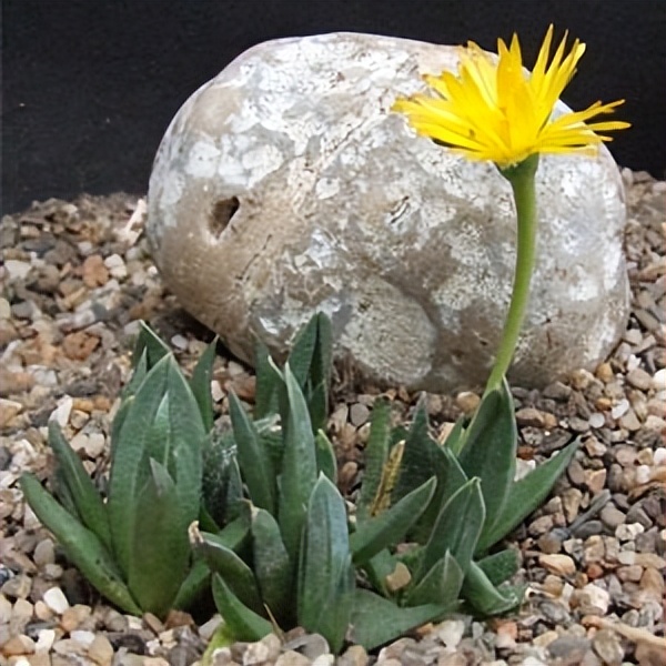 102个大类近500个多肉植物图片，都极其美丽，建议在家中也养一盆