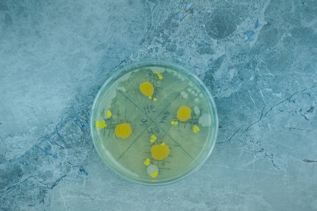 微生物限度检测仪使用方法,微生物限度检查法在药典第几部