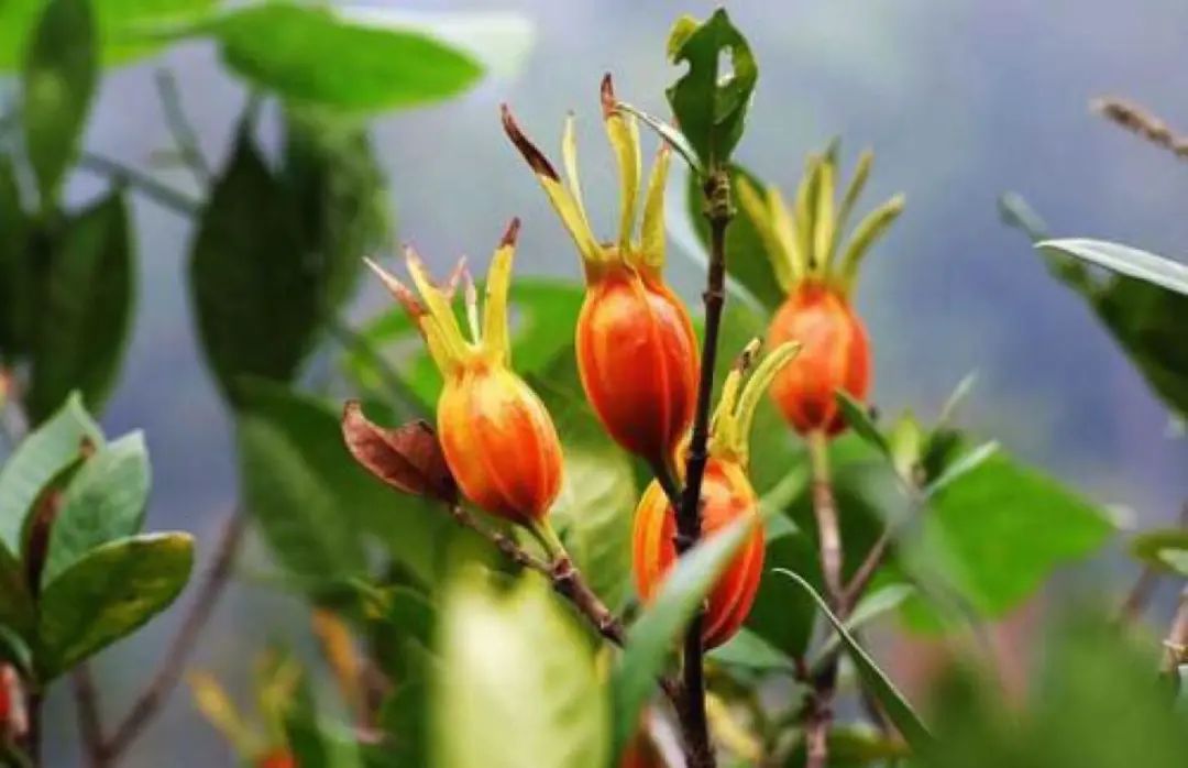 农村常见野生植物你都认识吗,农村常见植物野果