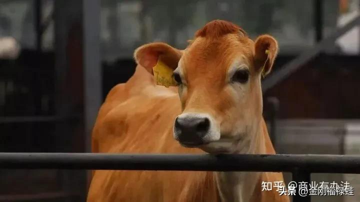 如何选择一款放心的牛奶,便宜又质量很好的牛奶有哪些