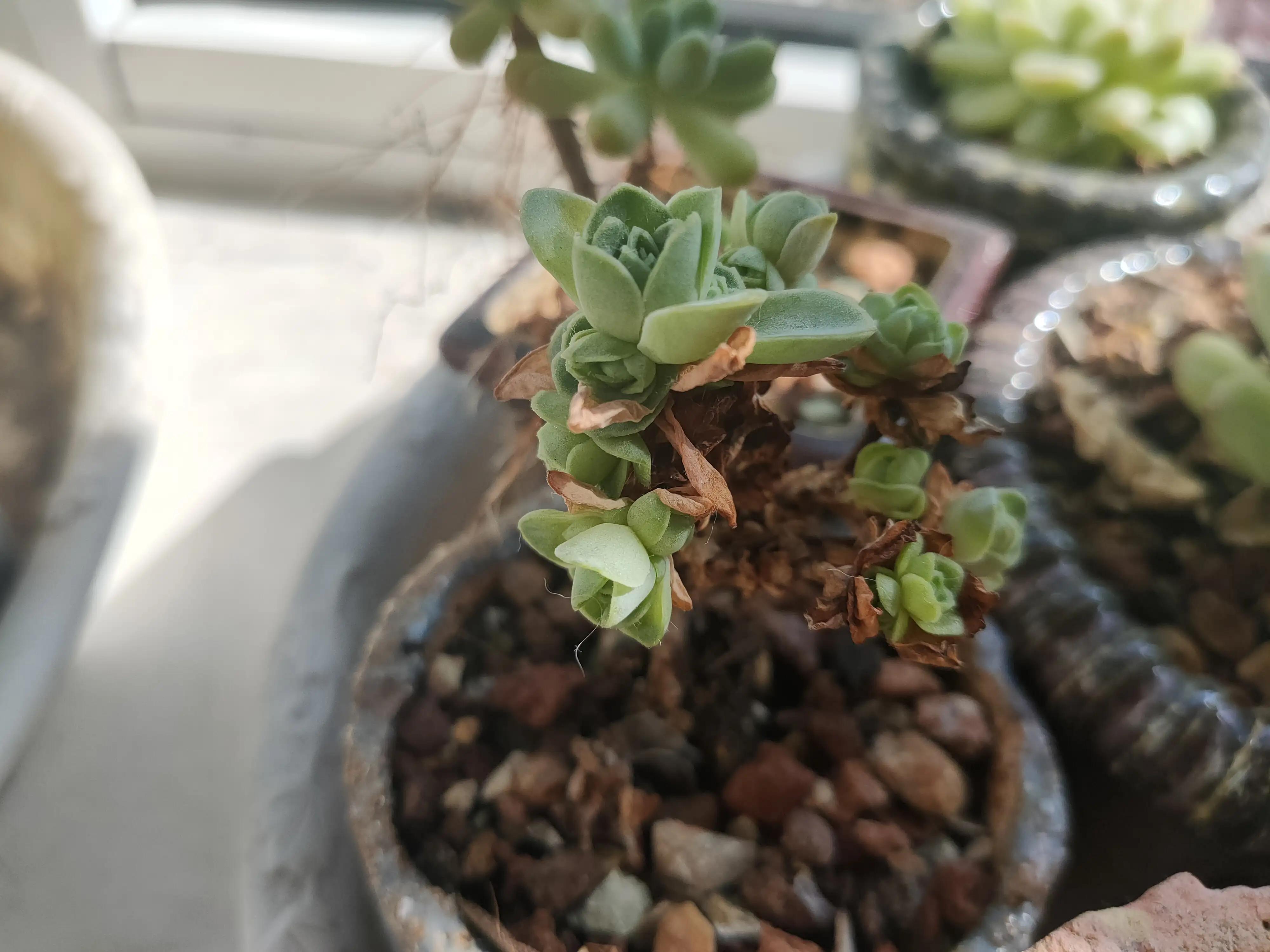 雪樱多肉韩国进口,韩国芦荟多肉品种