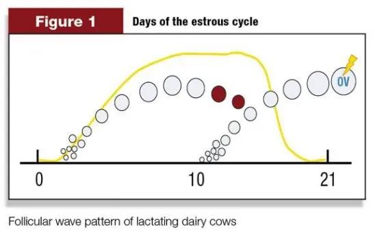 奶牛如何提高受孕率,奶牛排卵的症状