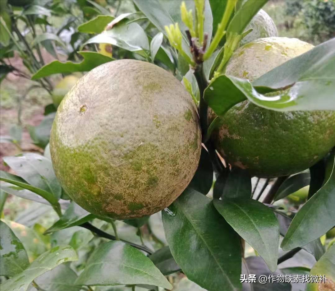 柑桔锈壁虱怎么防治,锈壁虱危害柑橘幼果