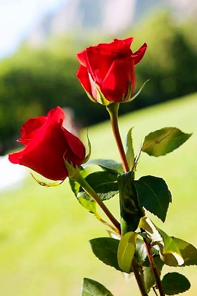 玫瑰是爱情的使者,玫瑰是每个女人的最爱