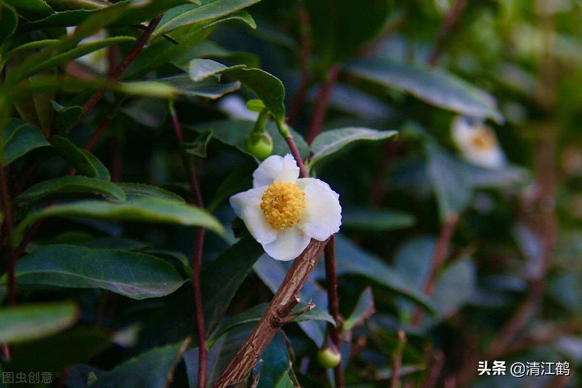 茶树不再结花蕾不开花是什么原因,为什么茶树不发芽
