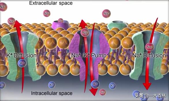 两条电鳗养一起会互相电死吗,两个电鳗在一起会不会互相电晕