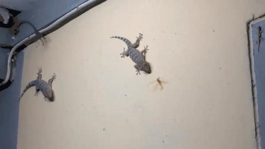 家里进壁虎了要不要把它打下来,家里进了壁虎怎么驱赶