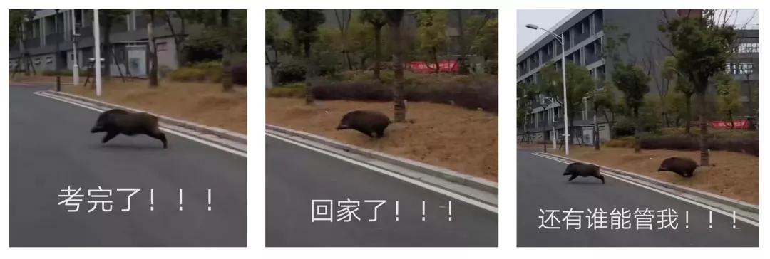 南京盐水鸭真的很好吃吗,在南京你能品尝到的小吃