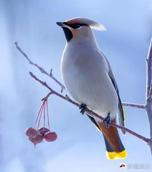 太平鸟图片素材,太平鸟图片大鸟