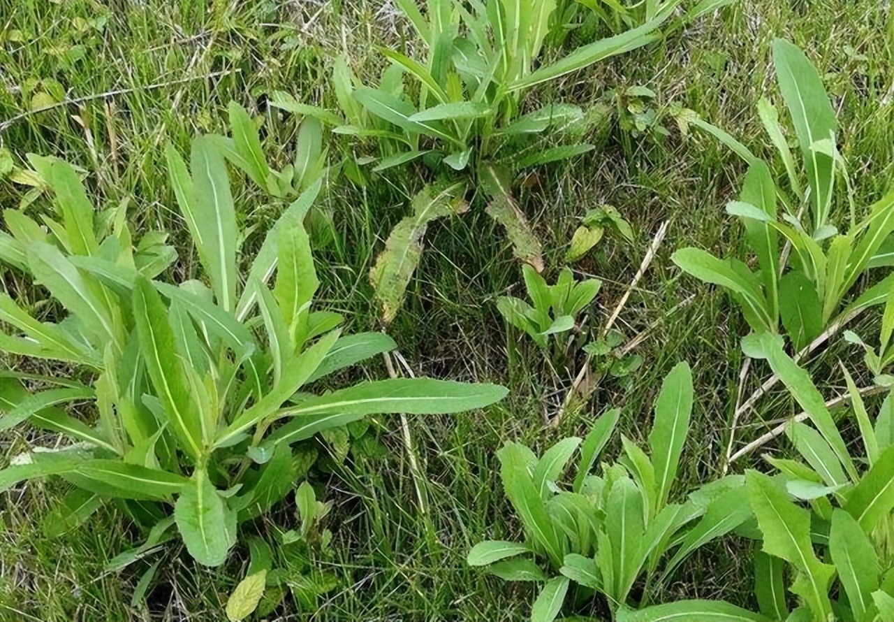 为啥癌症越来越多？建议：7种“自带毒素”的野菜，能别吃就别吃