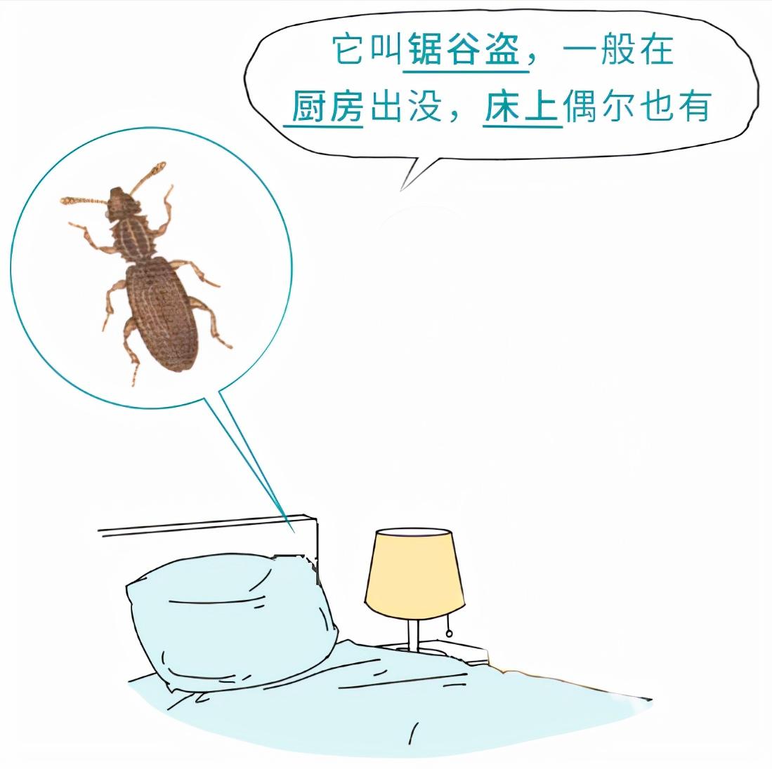 春天了家里好多虫子怎么办,春天来了家里有很多小虫怎么办