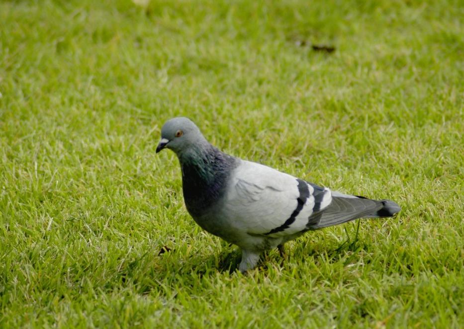 信鸽的回巢之路,信鸽归巢的瞬间