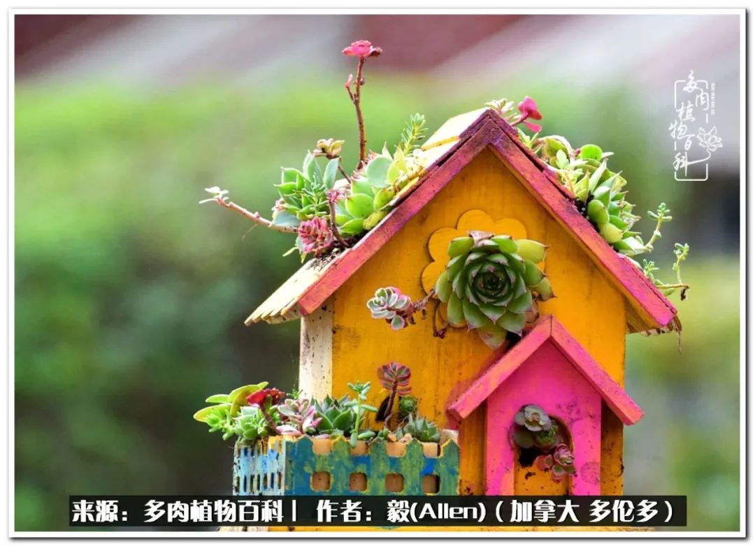 教你打造独一无二的多肉盆景,怎么在家种植多肉花卉盆景