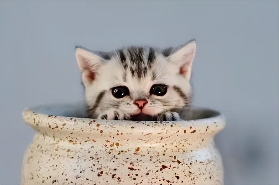 猫咪各品种什么价格,猫咪价格排行最便宜的是什么品种