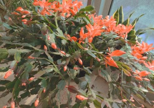 耐旱的花秋冬需要少浇水吧,这6种花就喜欢水多越浇越爆盆