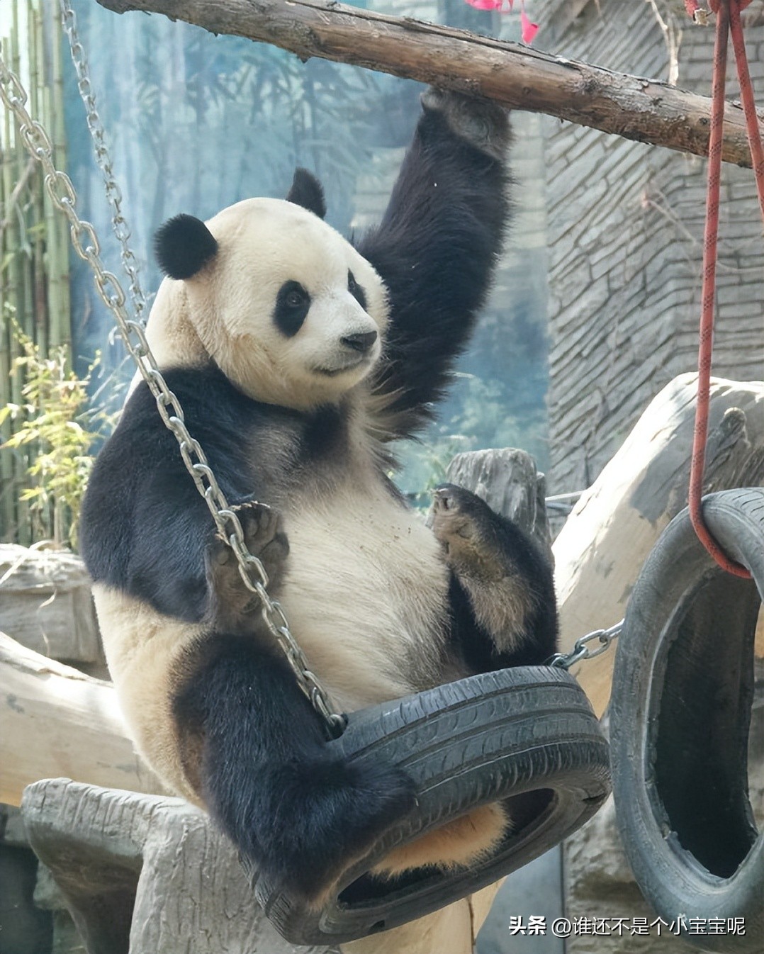 每天认识一只大熊猫七仔,大熊猫福星胖大海胆小