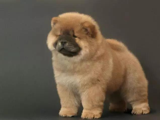 100多种名犬图片大全大图高清,100多种名犬图片大全大图