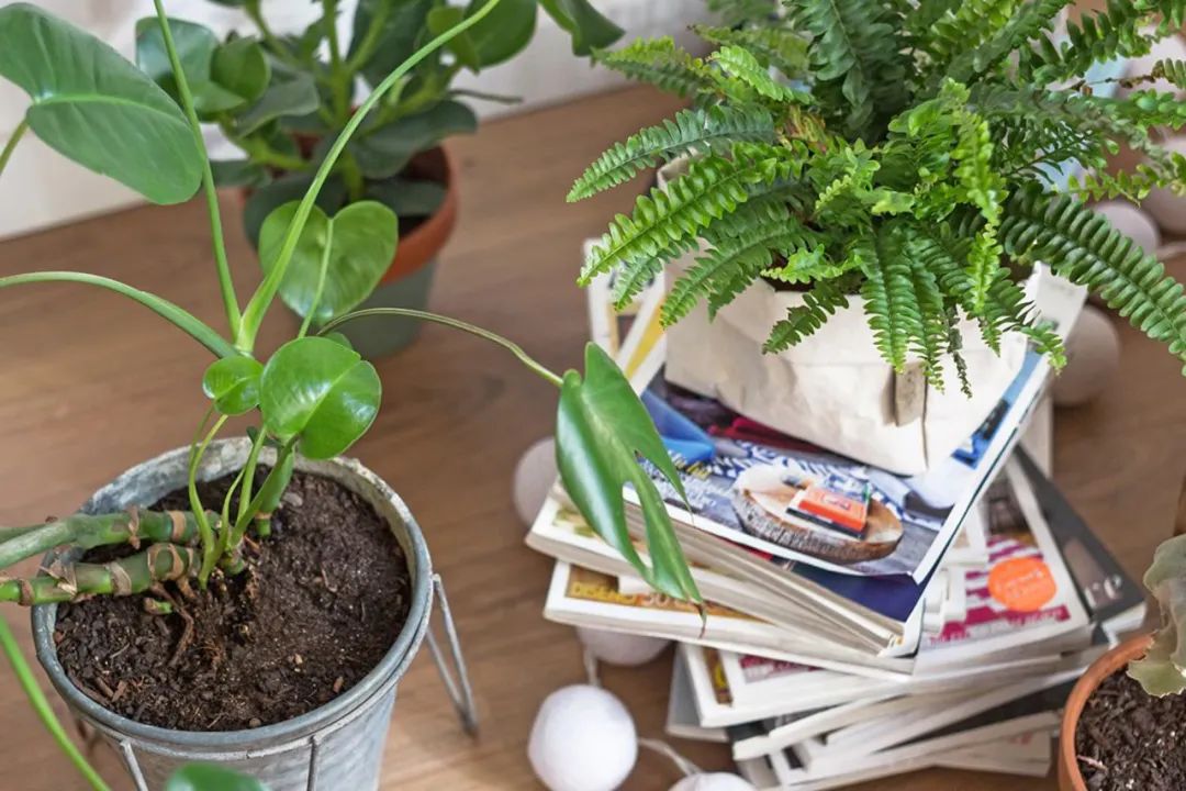 回家过年植物没人浇水怎么办,放假回家植物怎么办