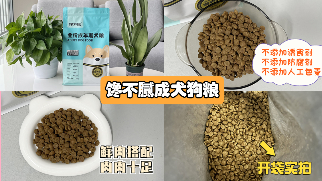 养狗发现的神奇现象,养狗常见的4大误区你避雷了吗