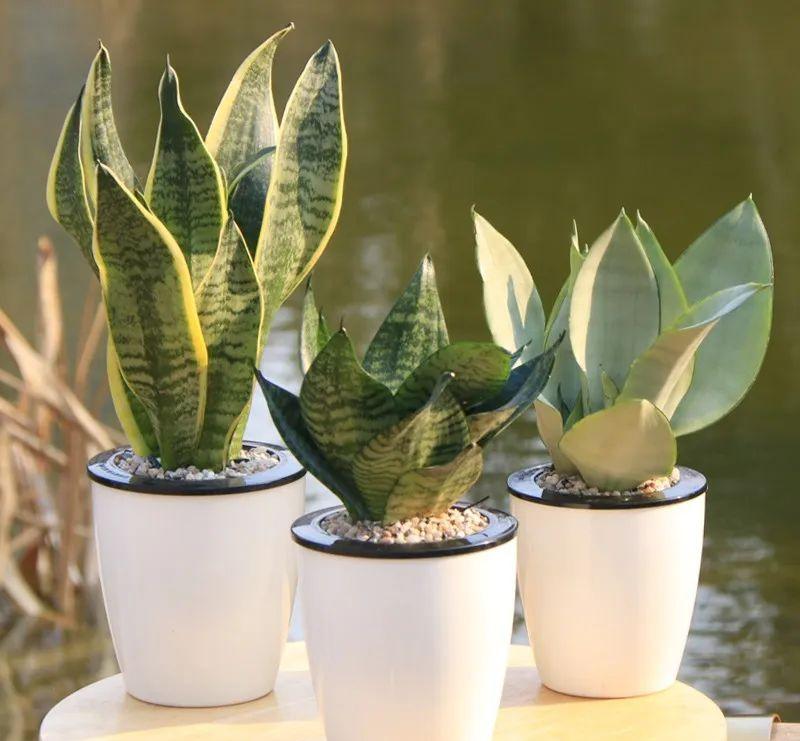 家里养什么花净化空气除甲醛,室内养哪些花吸甲醛效果好