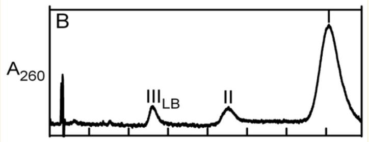 探究移动色氨酸是*霉素黄**抗生素合成黄素酶中内在电荷转移供体应用