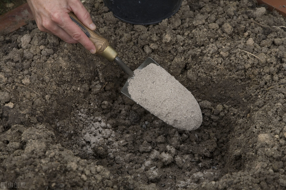阳台种茄子种植方法 (阳台种茄子怎样才能长好)