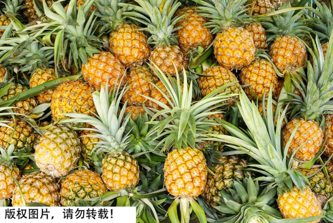 现在的菠萝为什么不泡在盐水了,菠萝泡在盐水里面可以泡多久