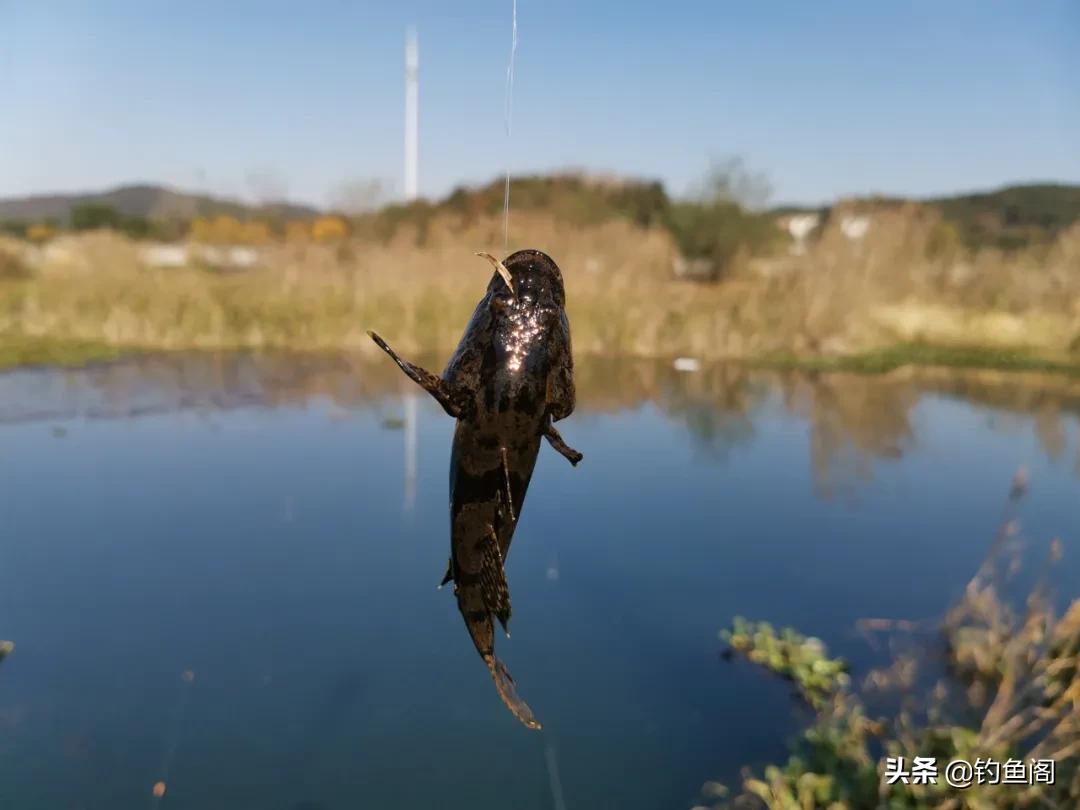 鱼起浮打氧都下不去,鱼起浮不吃饵怎么办