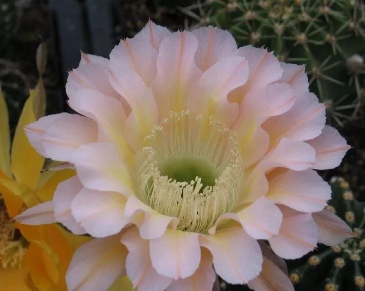 200种·仙人球开花图鉴，大开眼界，美到爆