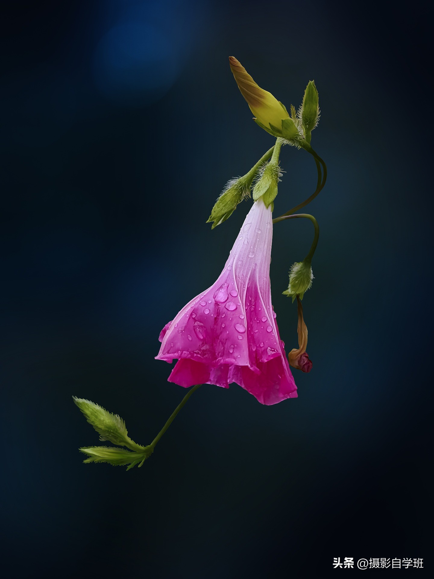 手机拍摄花朵怎么把背景变成黑色,安卓手机怎样拍摄花朵黑背景