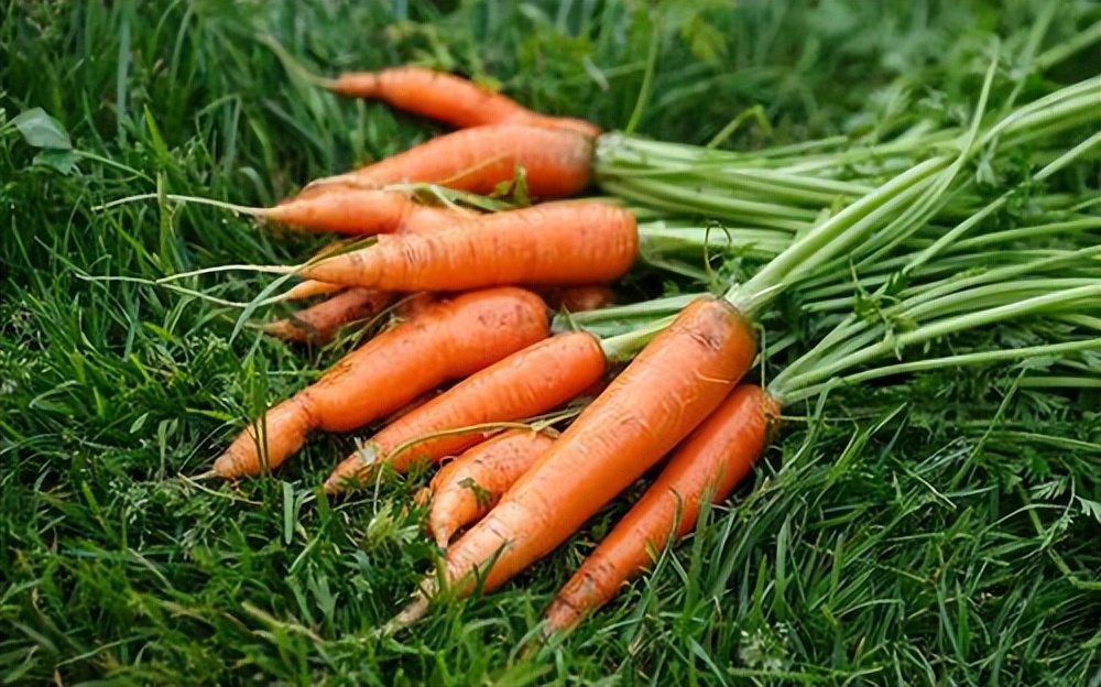 肠胃修复剂有效吗,肠胃功能修复器